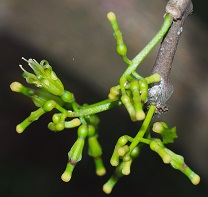 Flower and flower buds of the parasitic plant